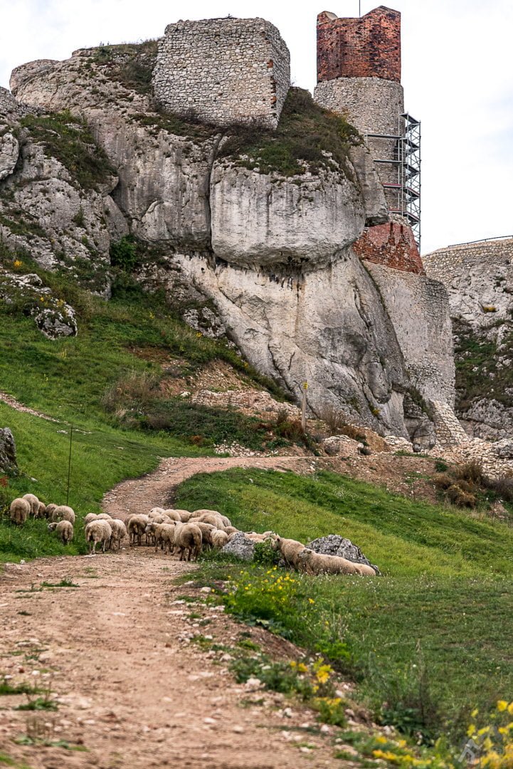 Wypas owiec na zamku w Olsztynie